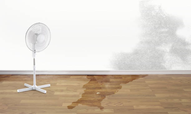Best Ceiling water damage repair  in Discovery Harbour, HI